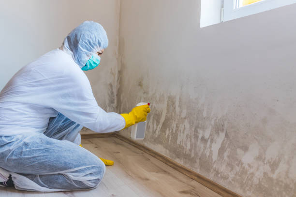 Licensed Mold Remediation service in Highland, NY - WQB Mold Removal